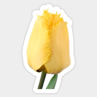 Tulipa  &#39;Crystal Star&#39;  Fringed Tulip Sticker